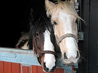 Horses in Stable