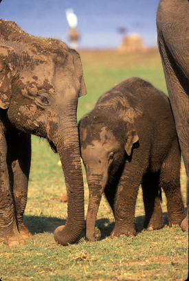 Asian Elephants