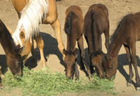 Rescued Horses
