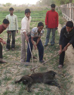 India Stray Dogs