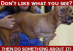 Dog Fighting Victim