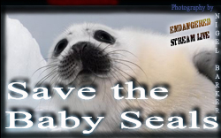 Save the baby Seals Sm BNR