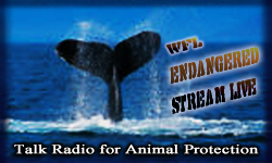 Listen to WFL ENDANGERED STREAM LIVE on internet talk radio