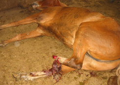 Injured Horse