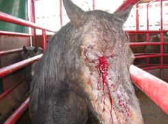 Unimaginable Suffering