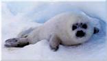 Baby Harpseal