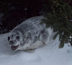 Grey Seal