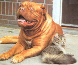 Shelter Cat and Dog