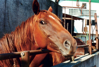 Frightened horse at slaughter plant