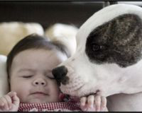 Dog and Baby