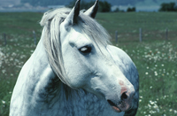 White Horse