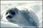 Little Baby Seal