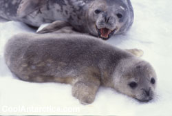 Baby Weddell Seal