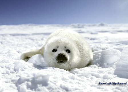 seal. Baby Seal © Nigel Barker