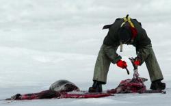 Sealer Skinning Seals