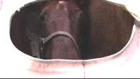 Horse nlooking out through window of trailer