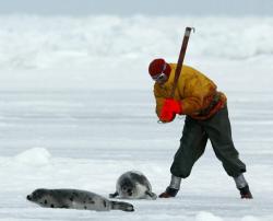 Sealer clubbing baby seal